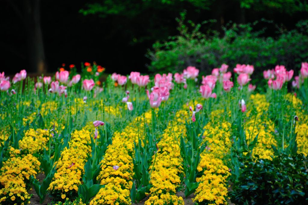 大宮花の丘公園