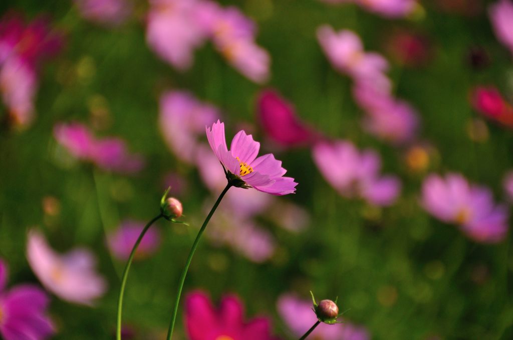 花の丘コスモス