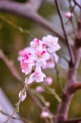 2014春｜近所の桜