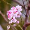 2014春｜近所の桜