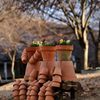 プランター人間｜花の丘公園