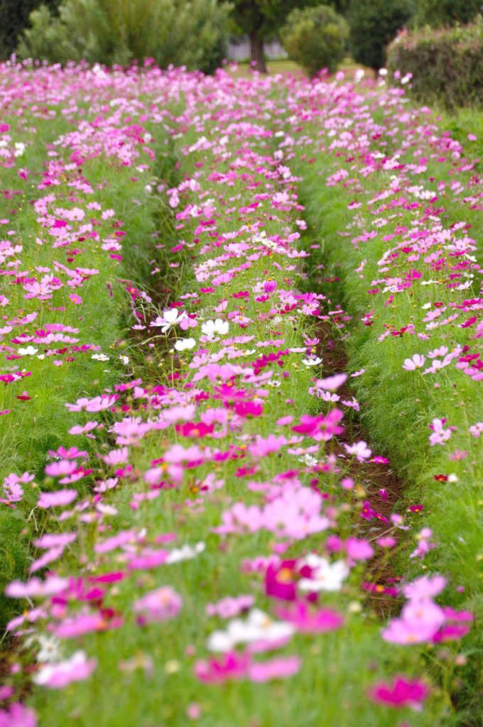 花の丘コスモス