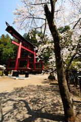 富士吉田｜北口本宮冨士浅間神社　鳥居