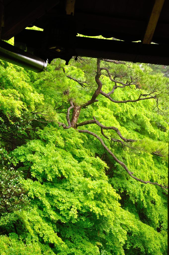 蓮華寺