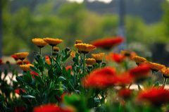 大宮花の丘公園