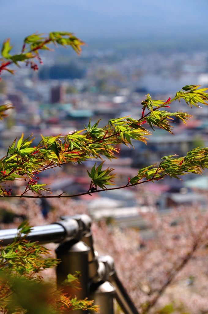 富士吉田｜新倉富士浅間神社