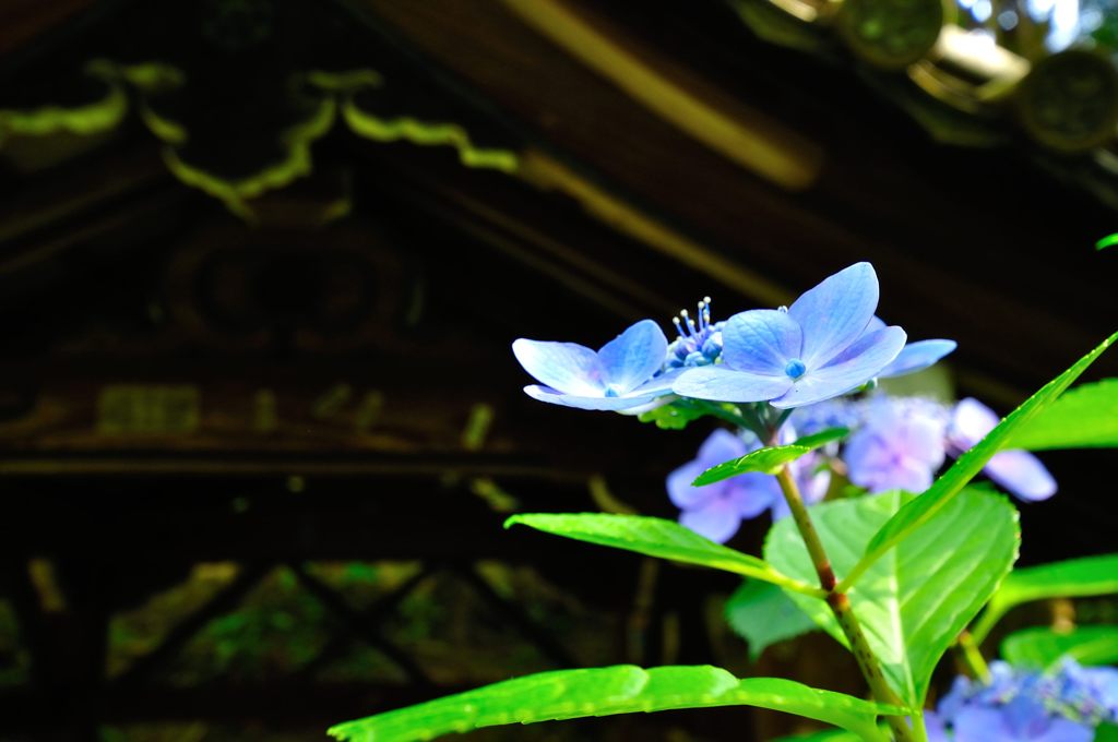 京都2014夏｜南禅寺塔頭金地院
