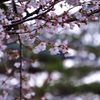 2014春｜近所の桜