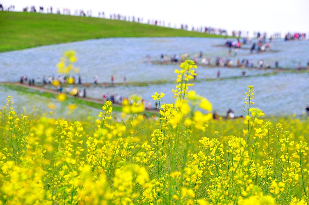 ひたち海浜公園｜ネモフィラ