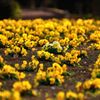 控えめな主張｜花の丘公園