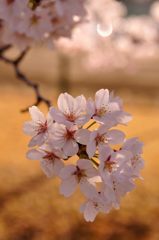 北本の桜
