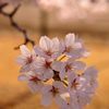 北本の桜