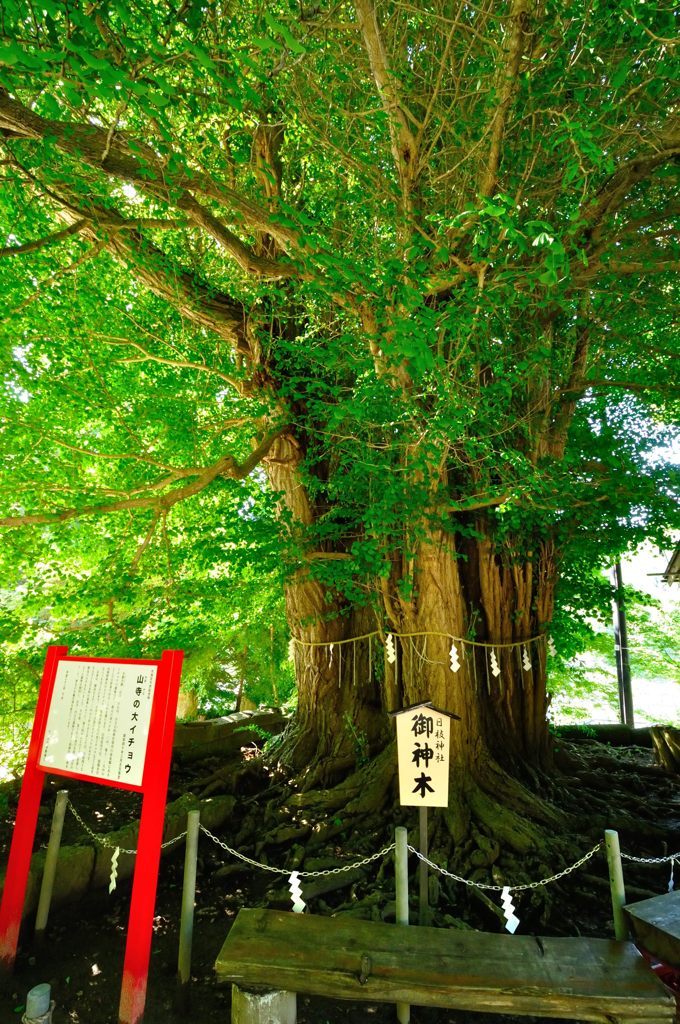 山形｜宝珠山 立石寺（山寺）　ご神木