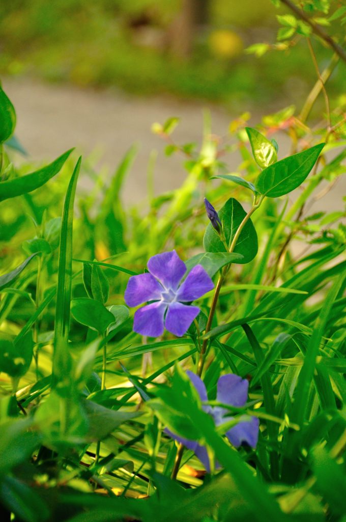 2014春｜名前のわからない素敵な花