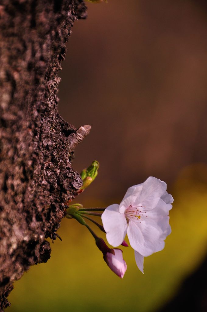 北本の胴吹き桜
