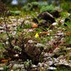 ひたちなか海浜公園｜名称不明の花