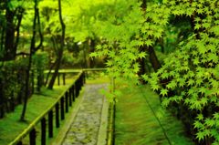 高桐院