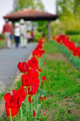 大宮花の丘公園