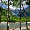 上高地｜白樺の間から