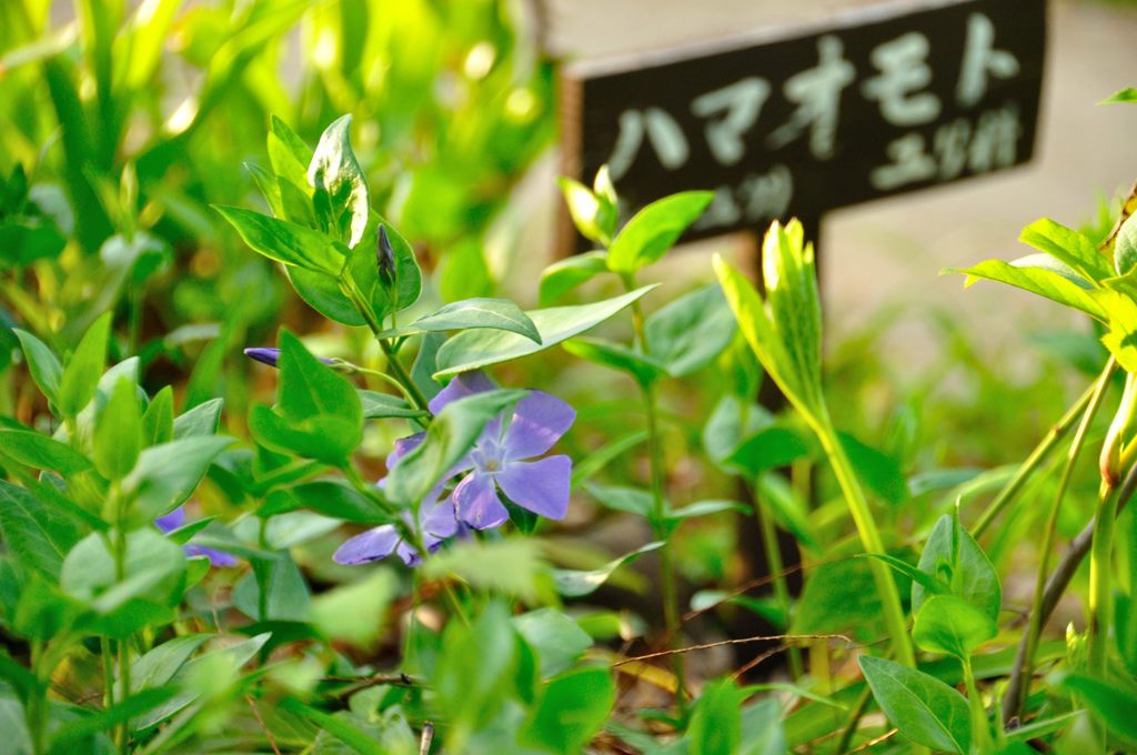 2014春｜名前のわからない素敵な花