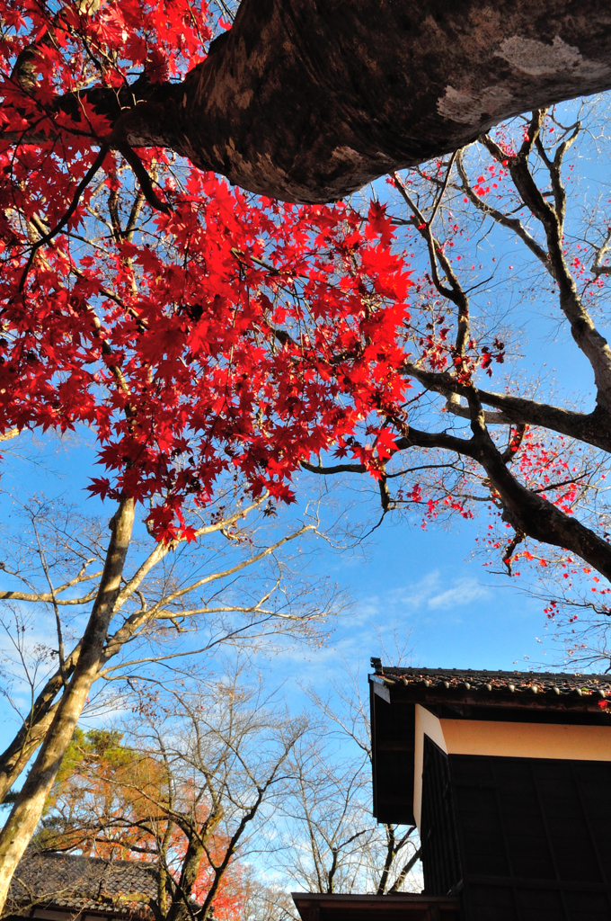 来迎寺もみじ園の紅葉