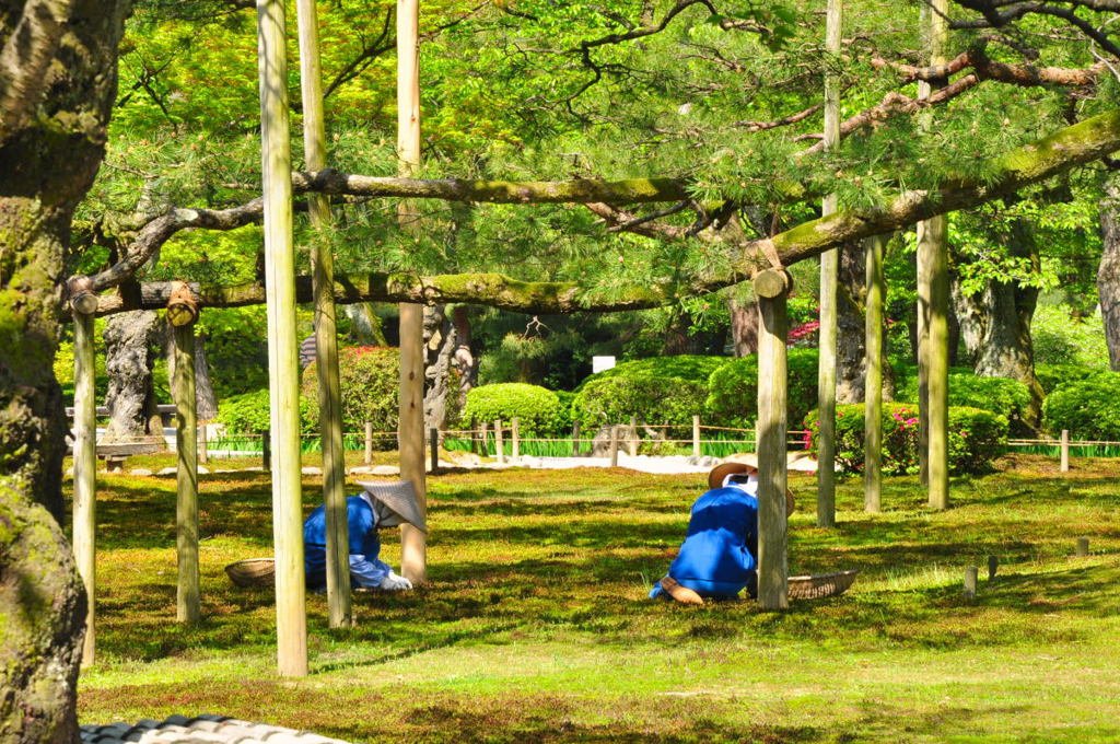 苔の手入れ