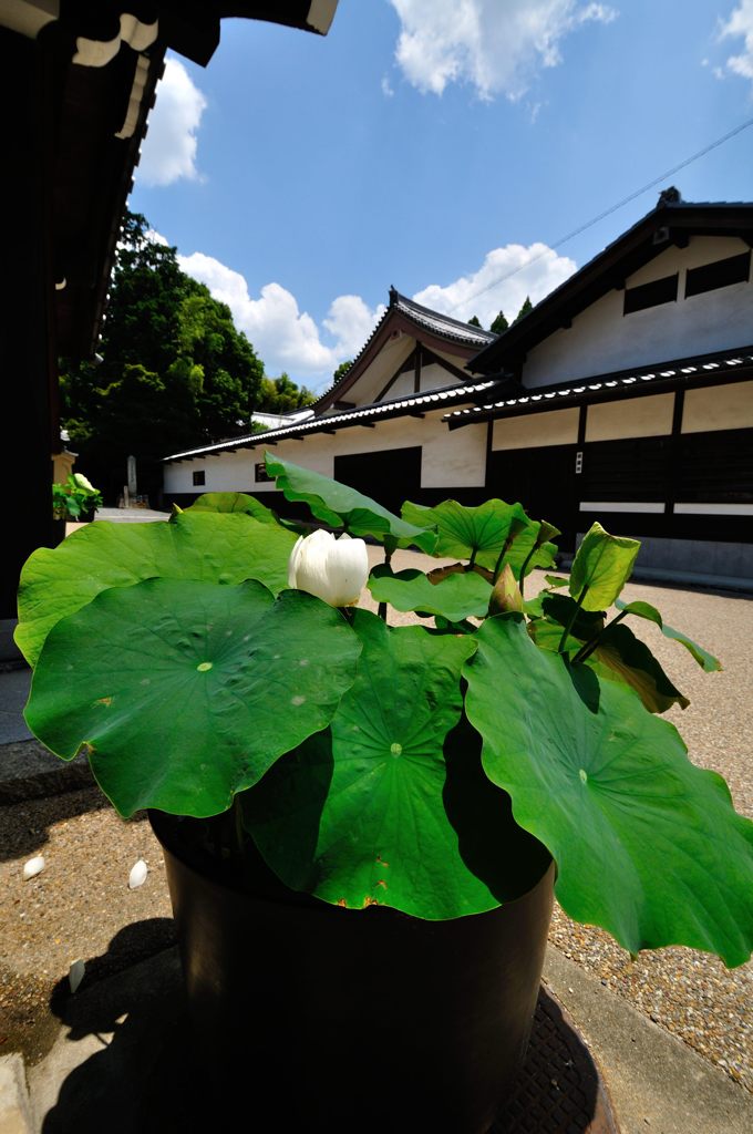 京都2014夏｜東福寺庫裡前の蓮の花