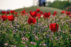 大宮花の丘公園