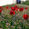 大宮花の丘公園