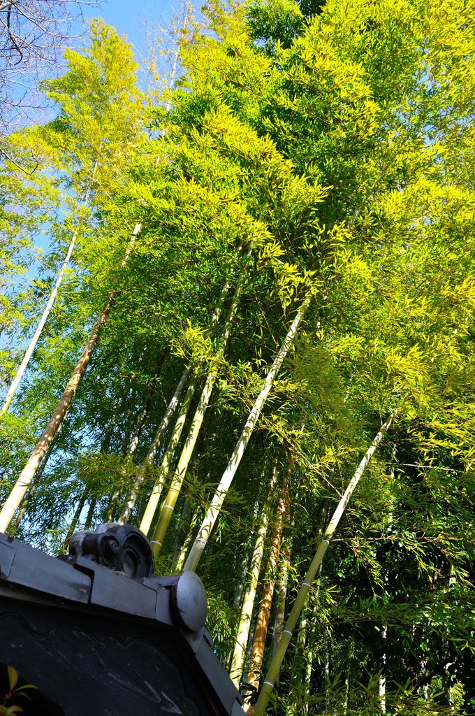 氷川神社｜呉竹荘　竹