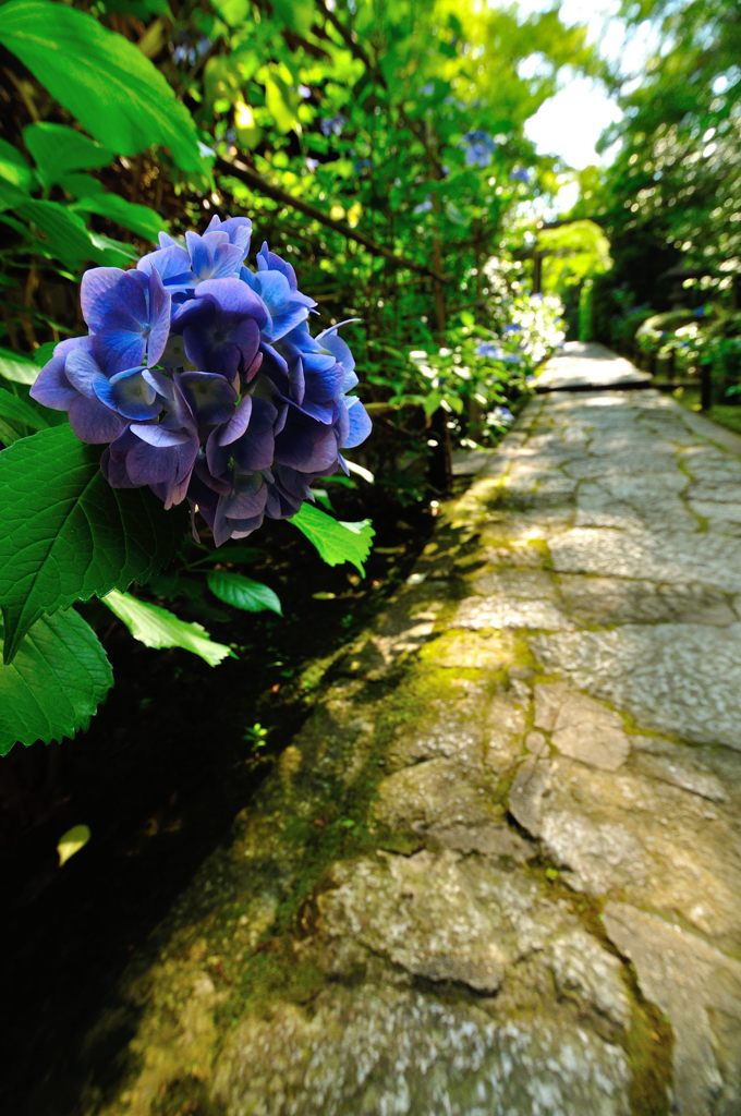 京都2014夏｜南禅寺塔頭金地院