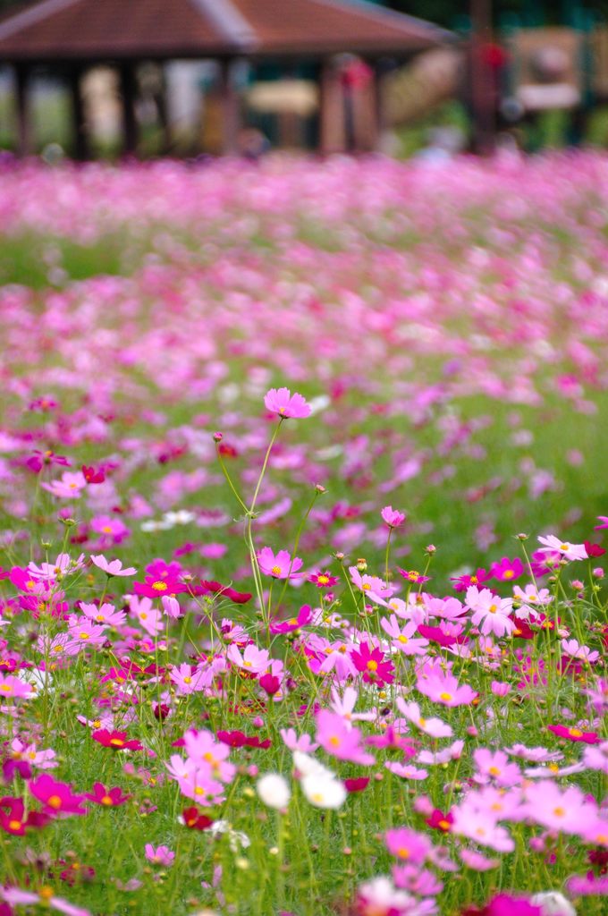 花の丘コスモス