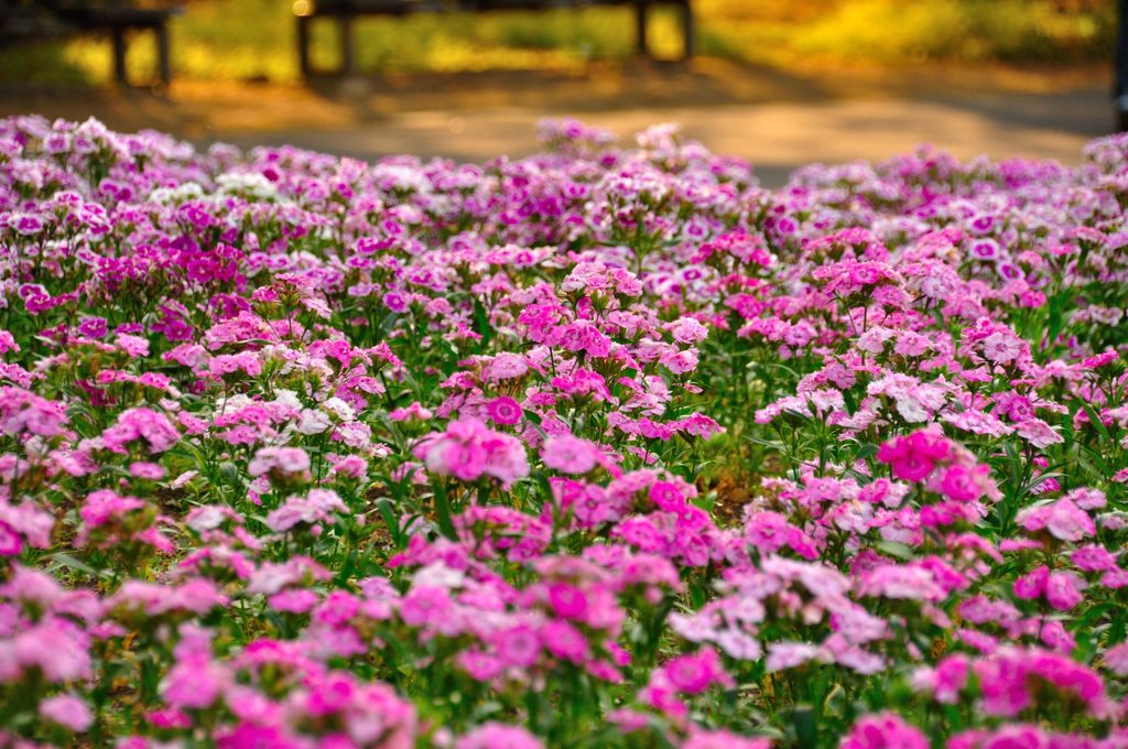 大宮花の丘公園　ナデシコ