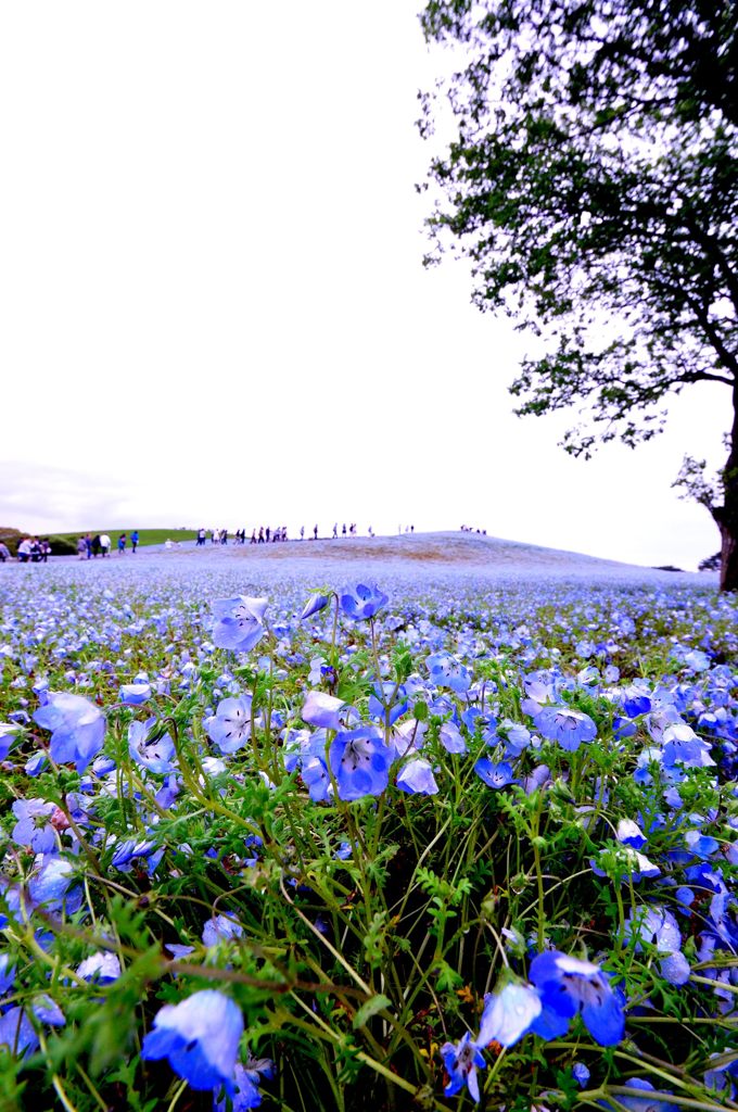 国営ひたち海浜公園｜ネモフィラ