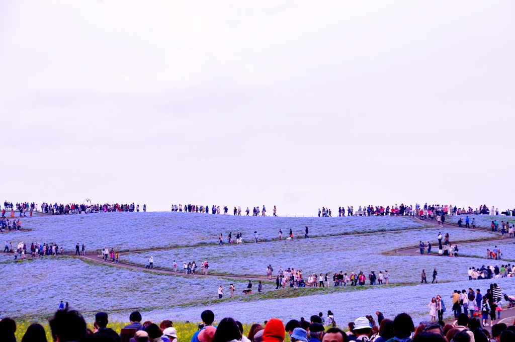 ひたち海浜公園｜ネモフィラ