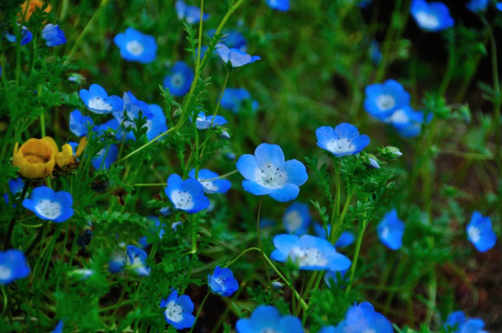 大宮花の丘公園　ネモフィラ