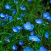 大宮花の丘公園　ネモフィラ