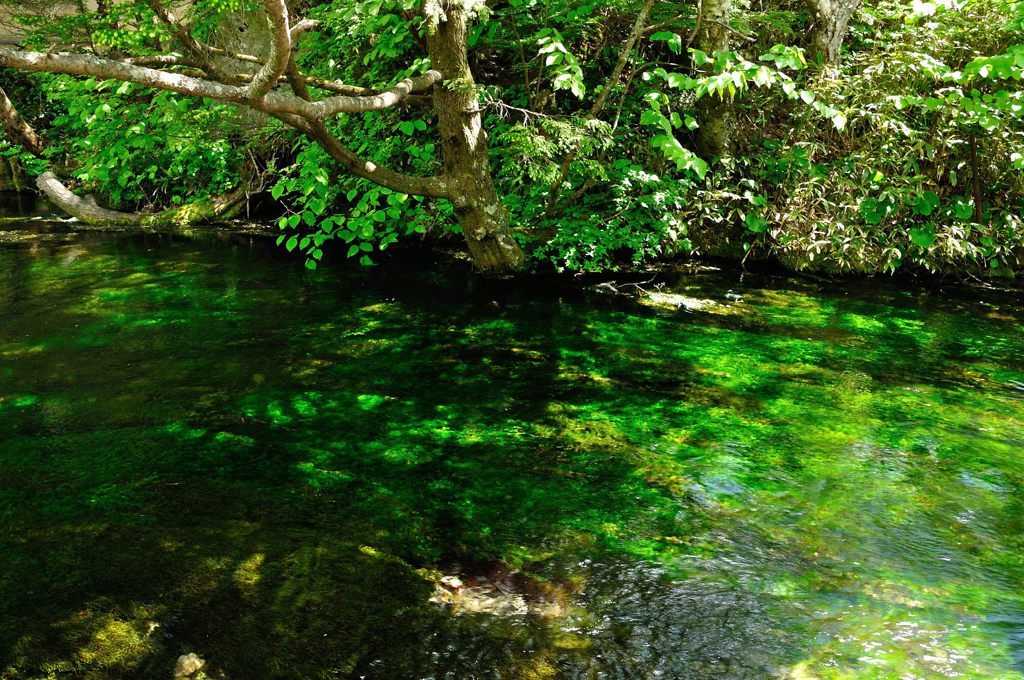 上高地｜梓川の緑