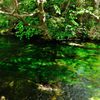 上高地｜梓川の緑