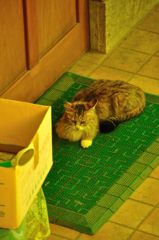 山形｜宝珠山 立石寺（山寺）　猫