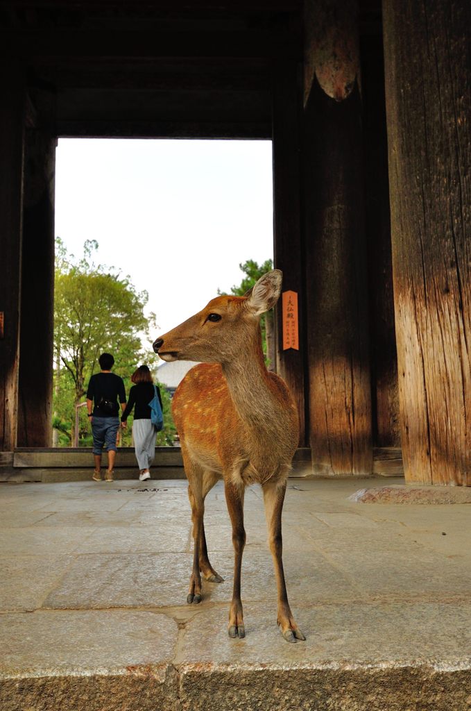 あをによし奈良｜東大寺南大門