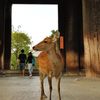 あをによし奈良｜東大寺南大門