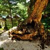 出雲大社｜出雲国北島国造館 国造の北島家
