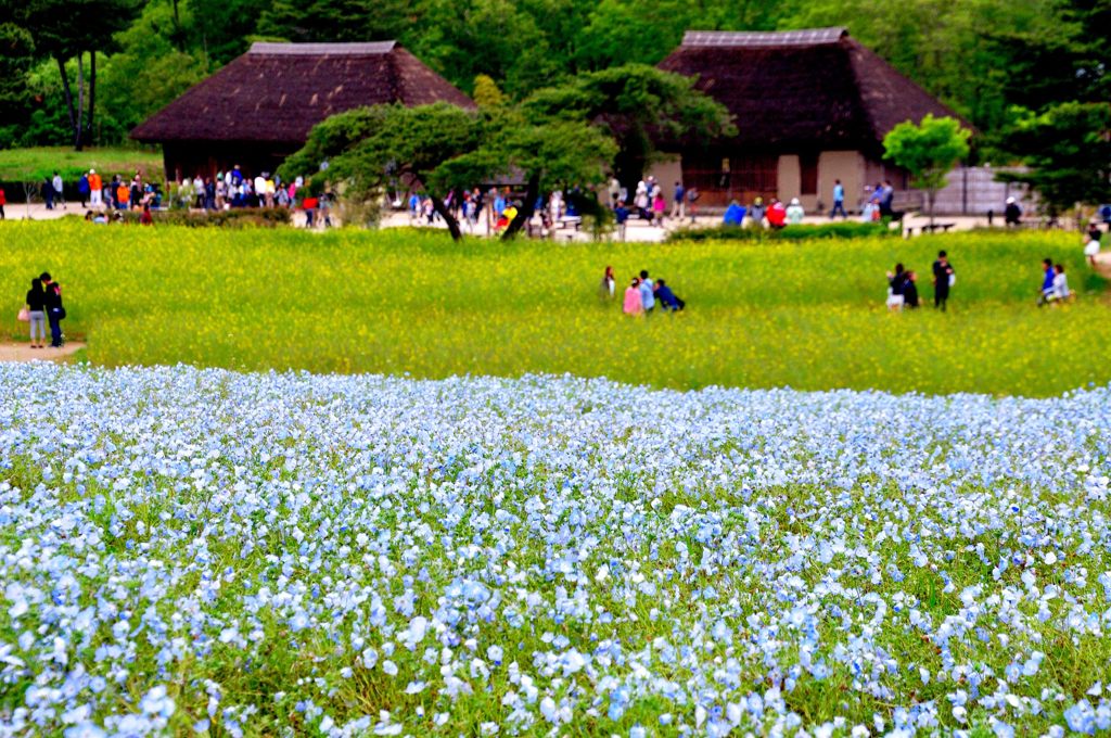 ひたち海浜公園｜ネモフィラ