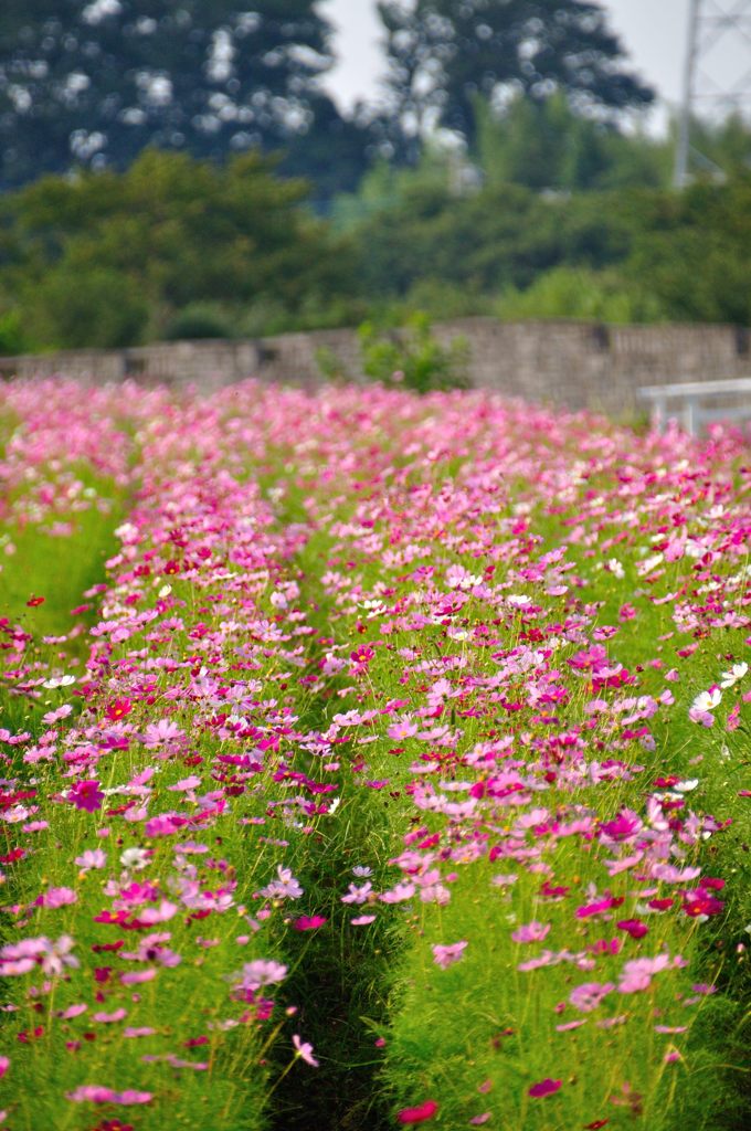 花の丘コスモス