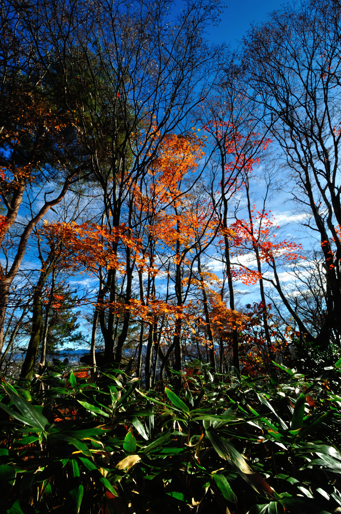 来迎寺もみじ園の紅葉