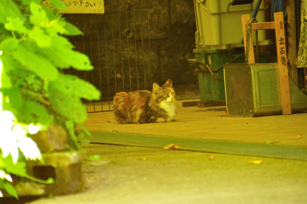 山形｜宝珠山 立石寺（山寺）　猫