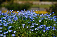 大宮花の丘公園　ネモフィラ