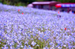 ひたち海浜公園｜ネモフィラ