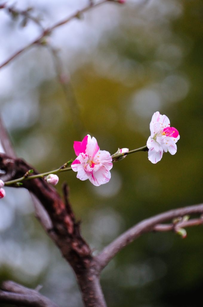 2014春｜近所の桜
